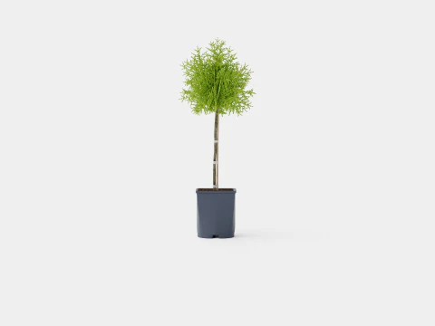 Thuja Occidentalis Brabant 3D Model