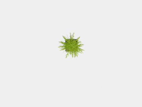 Thuja Occidentalis Brabant 3D 모델