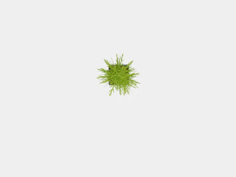 Thuja Occidentalis Brabant 3D Model