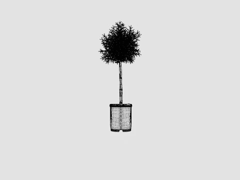 Thuja Occidentalis Brabant 3D Model
