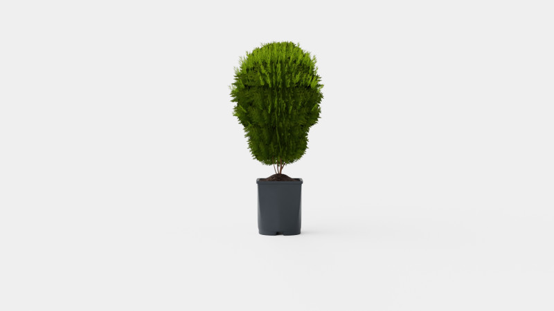 Thuja occidentalis LittleGiant Modelo 3D .c4d .max .obj .3ds .fbx .stl .blend 