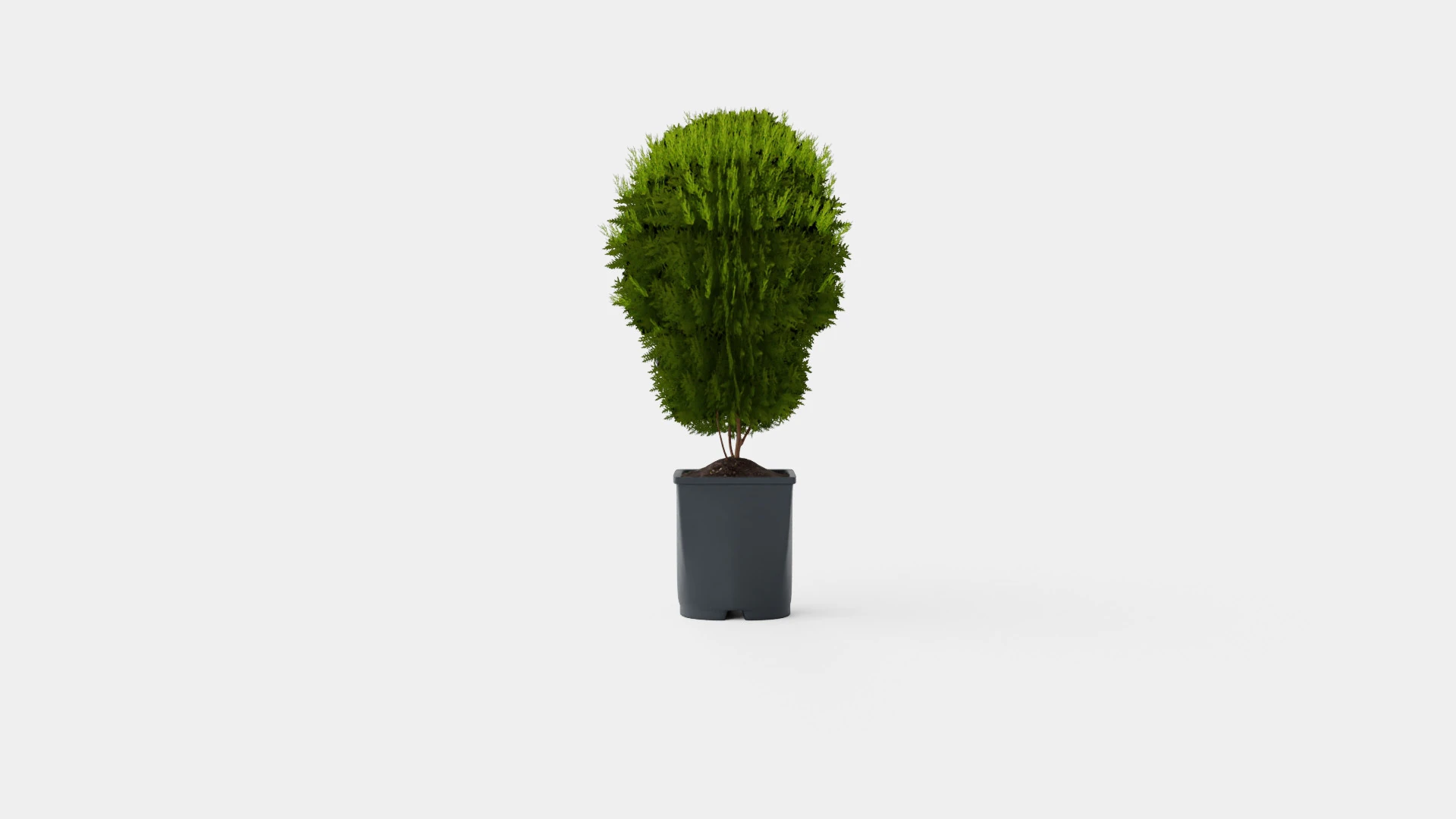 Thuja occidentalis LittleGiant 3D Model .c4d .max .obj .3ds .fbx .stl .blend