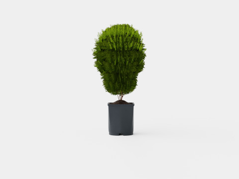 Thuja occidentalis LittleGiant 3D Model