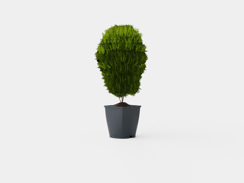 Thuja occidentalis LittleGiant Modelo 3D