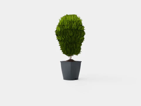 Thuja occidentalis LittleGiant 3D Model
