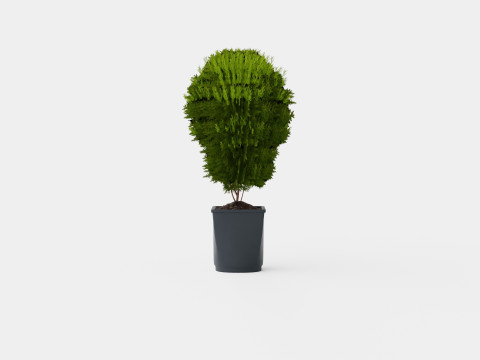 Thuja occidentalis LittleGiant Modelo 3D