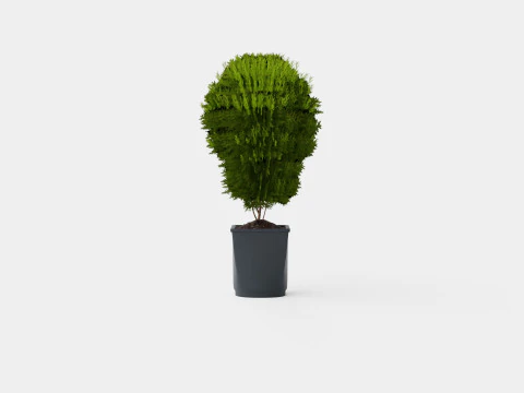 Thuja occidentalis LittleGiant 3D Model