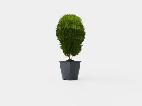 Thuja occidentalis LittleGiant Modelo 3D