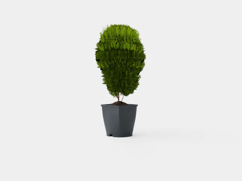 Thuja occidentalis LittleGiant 3D Model
