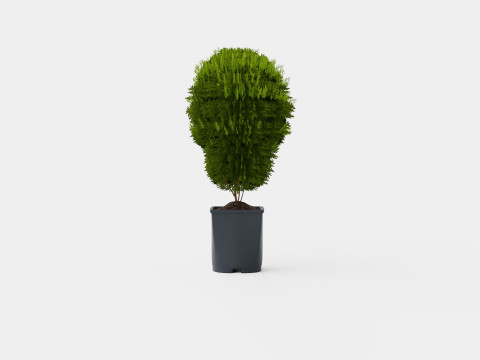 Thuja occidentalis LittleGiant Modelo 3D