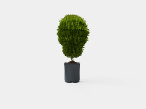 Thuja occidentalis LittleGiant 3D Model