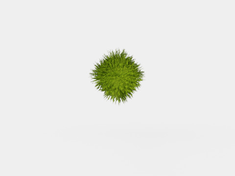 Thuja occidentalis LittleGiant Modelo 3D