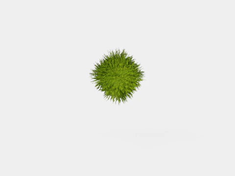 Thuja occidentalis LittleGiant 3D Model