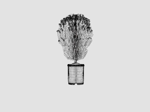 Thuja occidentalis LittleGiant 3D Model