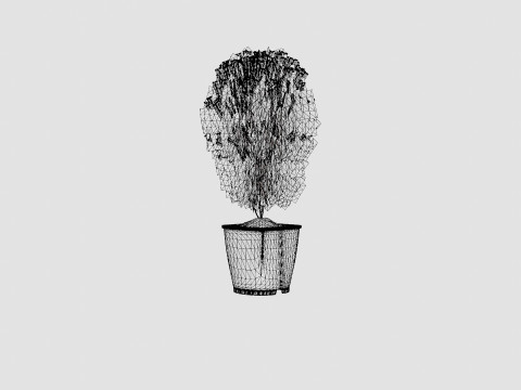 Thuja occidentalis LittleGiant Modelo 3D
