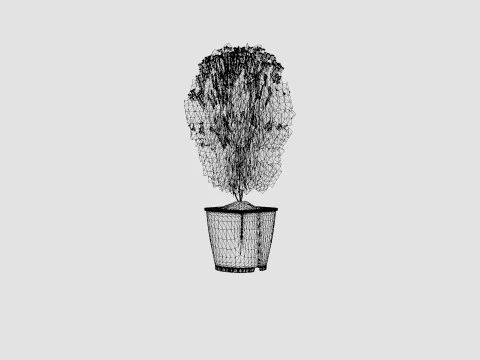 Thuja occidentalis LittleGiant 3D Model