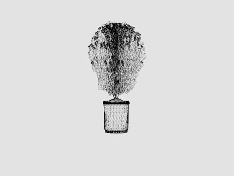 Thuja occidentalis LittleGiant 3D Model