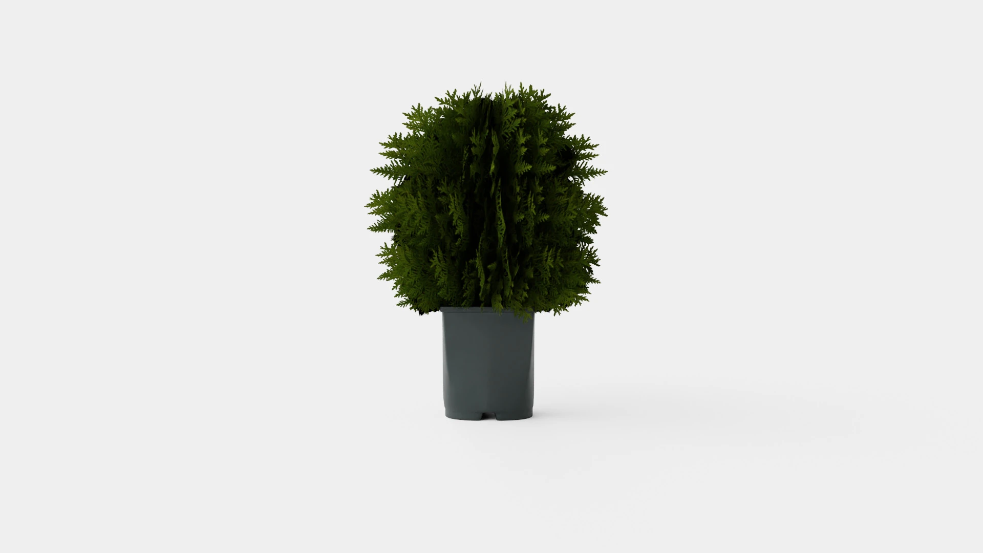 Thuja occidentalis TinyTim 3D Model .c4d .max .obj .3ds .fbx .stl .blend 