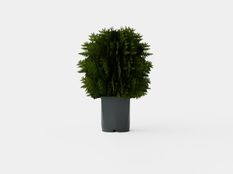 Thuja occidentalis TinyTim 3D Model
