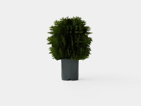 Thuja barat TinyTim Model 3D