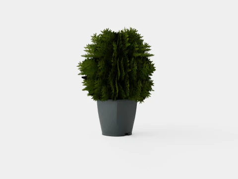 Thuja occidentalis TinyTim 3D Model