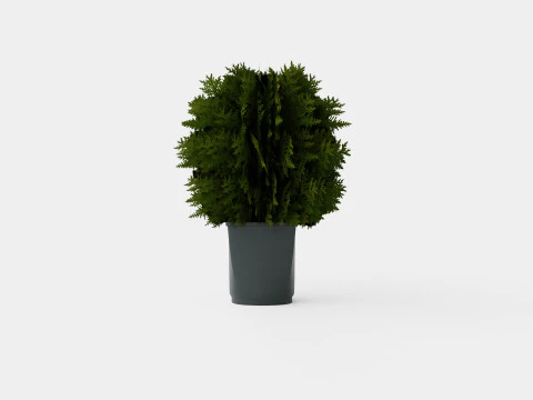 Thuja occidentalis TinyTim 3D Model