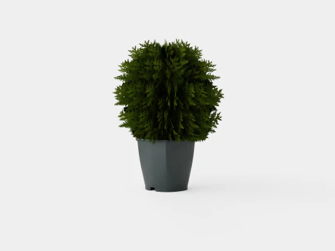 Thuja occidentalis TinyTim 3D Model
