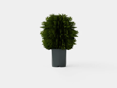 Thuja occidentalis TinyTim 3D Model