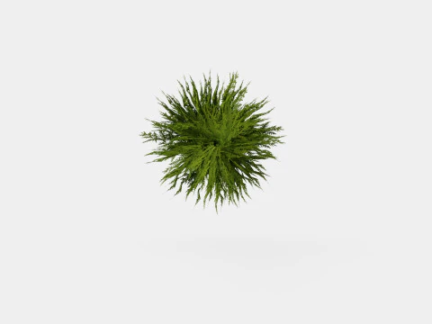 Thuja occidentalis TinyTim 3D Model