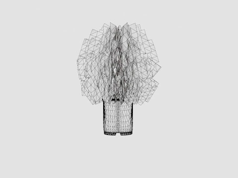 Thuja occidentalis TinyTim 3D Model