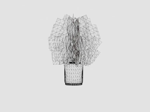 Thuja occidentalis TinyTim 3D Model
