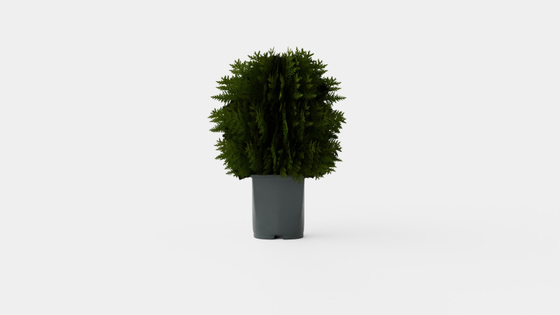 Tuja Tiny Tim 3D Model .c4d .max .obj .3ds .fbx .stl .blend 