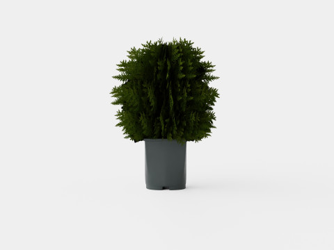 Tuja Tiny Tim 3D Model