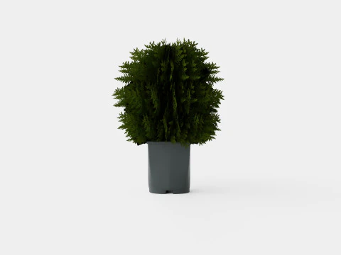 Tuja Tiny Tim 3D Model