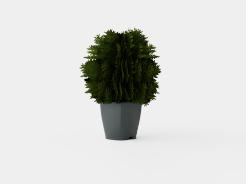 Tuja Tiny Tim 3D Model