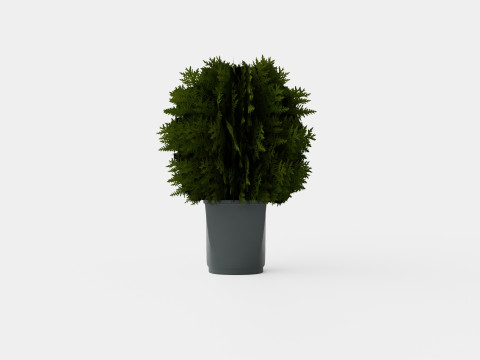 Tuja Tiny Tim 3D Model