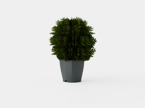 Tuja Tiny Tim 3D Model