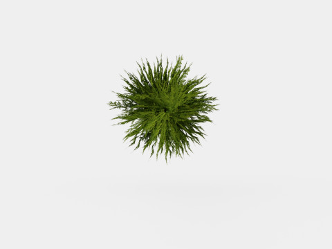 Tuja Tiny Tim 3D Model