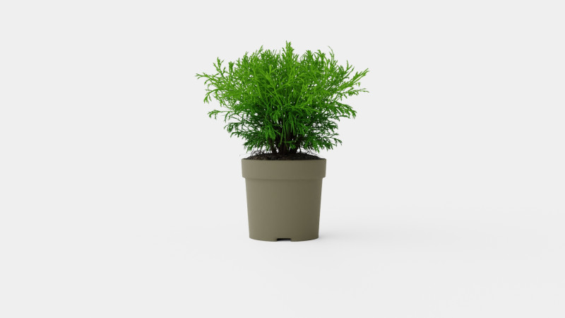 Thuja occidentalis Mr Bowling Ball 3D Model .c4d .max .obj .3ds .fbx .stl .blend 