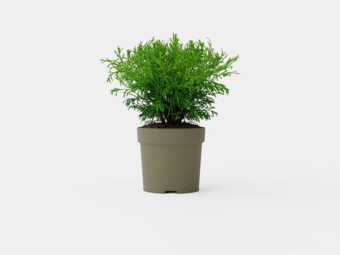 Thuja occidentalis Mr Bowling Ball Model 3D