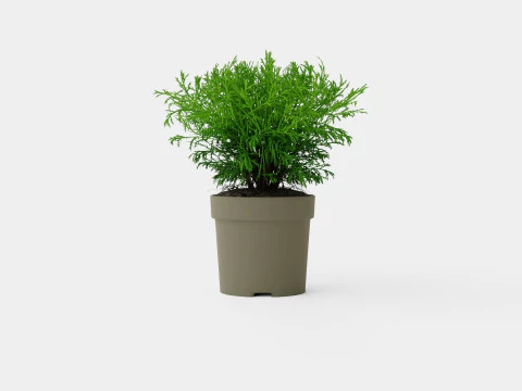 Thuja occidentalis Monsieur Boule de Bowling Modèle 3D