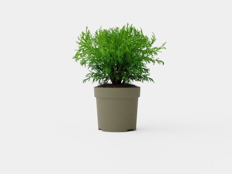 Thuja occidentalis Mr Bowling Ball 3D Model