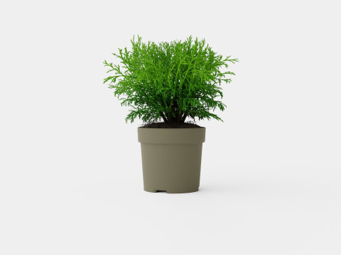 Thuja occidentalis Mr Bowling Ball 3D Model