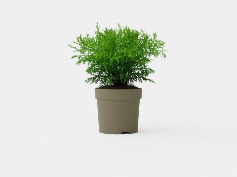 Thuja occidentalis Mr Bowling Ball 3D Model