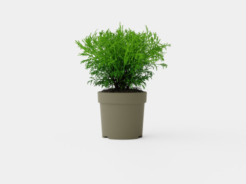 Thuja occidentalis Mr Bowling Ball 3D Model