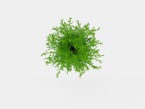 Thuja occidentalis Mr Bowling Ball 3D Model