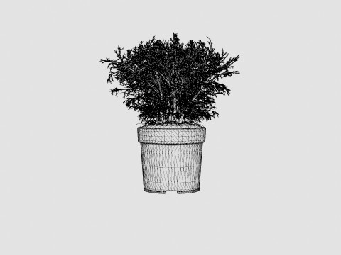 Thuja occidentalis Mr Bowling Ball 3D Model