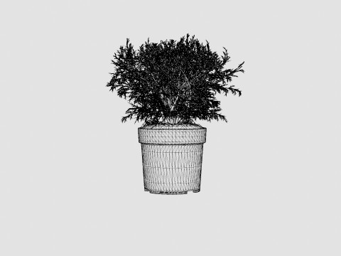 Thuja occidentalis Mr Bowling Ball 3D Model