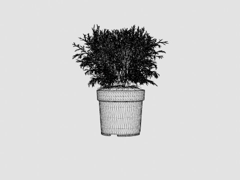 Thuja occidentalis Mr Bowling Ball 3D Model