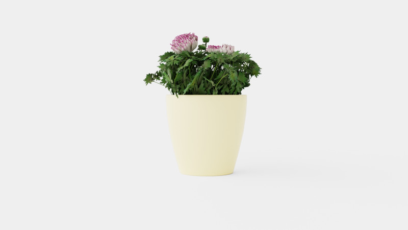 Ranunculus a Mache Vanilla Rose 3D Model .c4d .max .obj .3ds .fbx .stl .blend 
